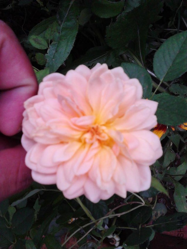 IMG_20120802_120858.JPG