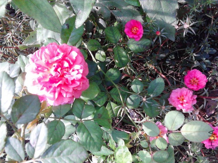 IMG_20120823_093847.JPG