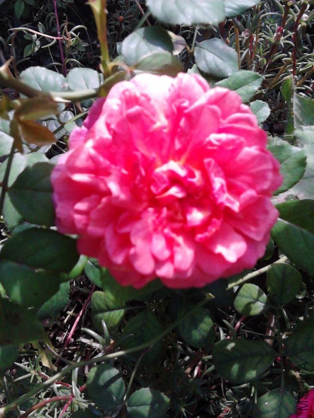 IMG_20120823_093853.JPG