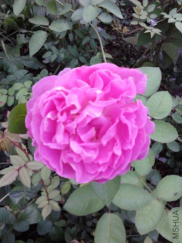 IMG_20120824_073824.JPG