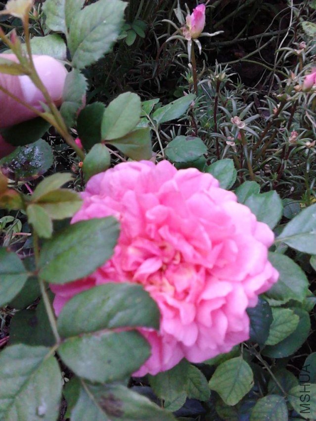 IMG_20120824_073849.JPG
