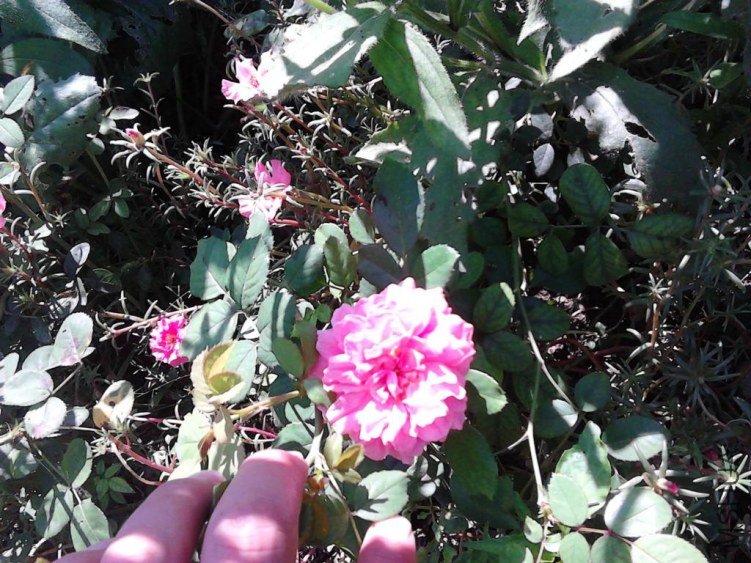 IMG_20120824_122841.JPG