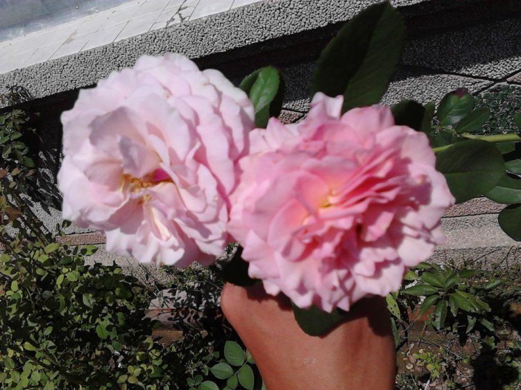 IMG_20120824_123218.JPG