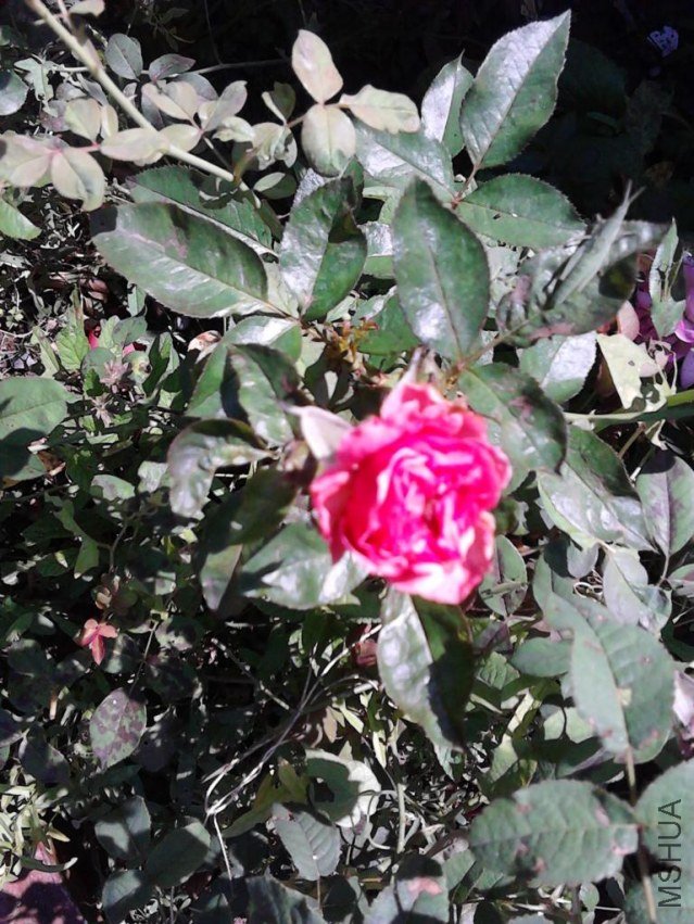 IMG_20120824_123505.JPG