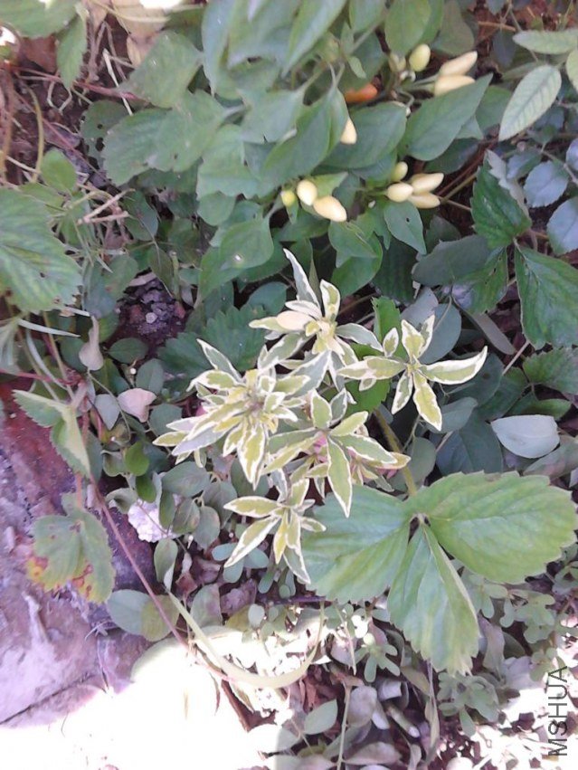 IMG_20120824_123805.JPG