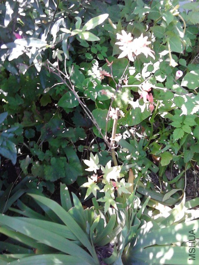 IMG_20120824_123903.JPG