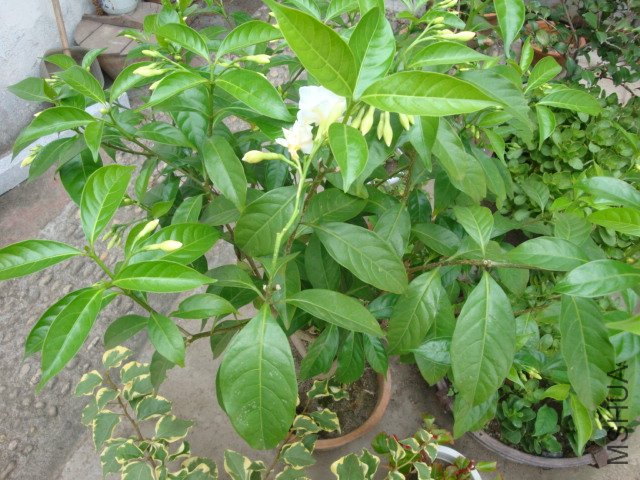 DSC04267.JPG