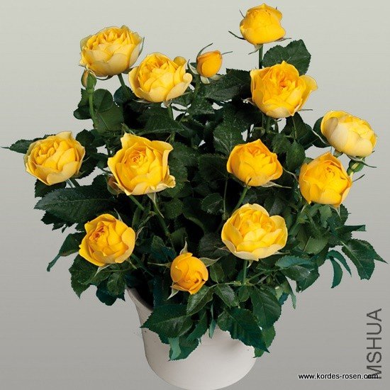 ���ñ�����KORpot019 9 P, `: @' C6 b; A2 Z0 d& [( d1 w6 F �������¹����Ƶ�˹+ [/ Q# D$ ]: [  ~% e:  ...