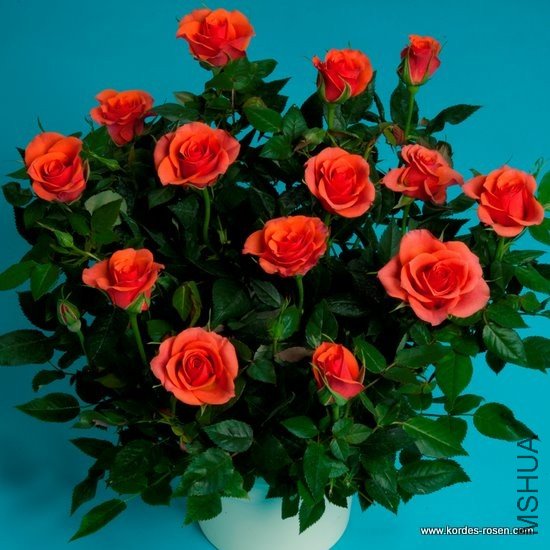 ���ñ�����KORpot020  �������¹���W. Kordes & S**  & w5 n/ t. Z, ~6 p ���΢���¼���Miniature. ...