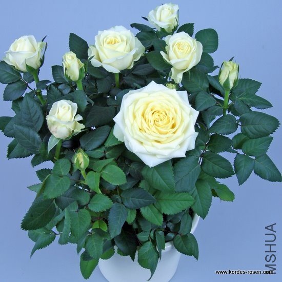 ���ñ�����KORpedia �������¹���W. Kordes & S**  ����л���΢���¼���Florists Rose, Miniature.   ...