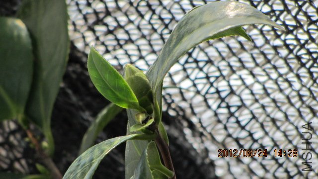 IMG_0330.jpg