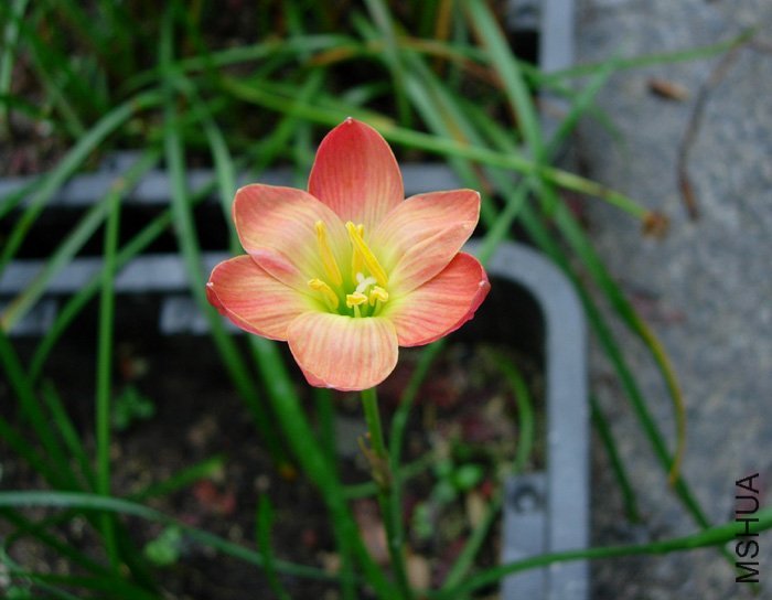 Zephyranthes __&_039.jpg