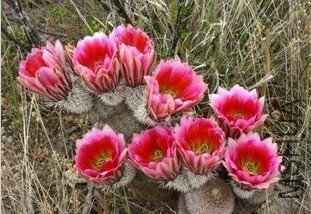 ����Ϻ Echinocereus dasyacanthus.jpg