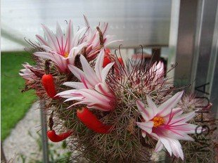 fraileana.jpg