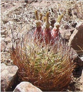PYRRHOCACTUS�� eriosycoides v. domeykoensis.jpg
