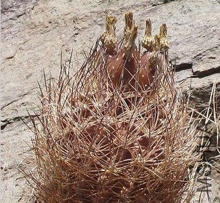 PYRRHOCACTUS�� eriosycoides.jpg