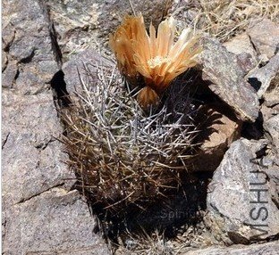 PYRRHOCACTUS�� limariensis.jpg