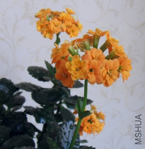 SDC15635.jpg