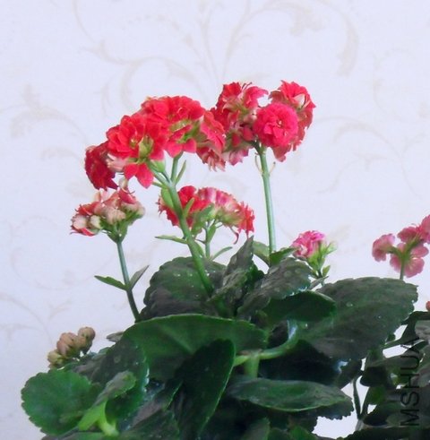SDC15636.jpg