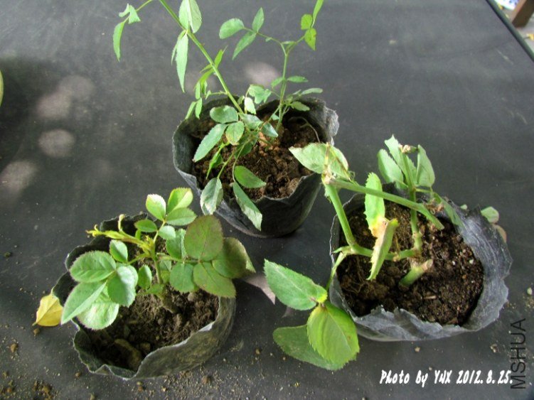 2012.8.25. 018_conew1.jpg