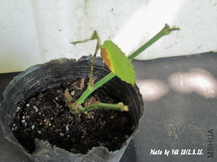2012.8.25. 026_conew1.jpg