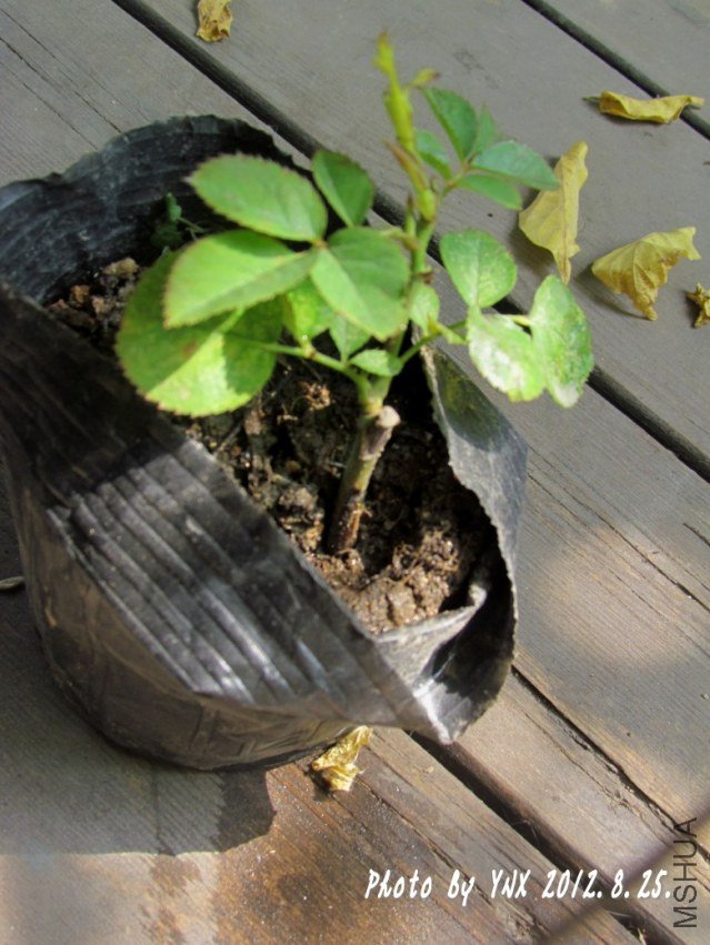 2012.8.25. 030_conew1.jpg