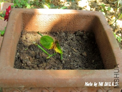 2012.8.25. 039_conew1.jpg
