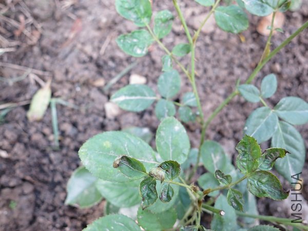 IMG_1864b.jpg