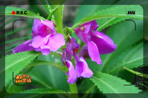 ��Ƭ 021_����.jpg