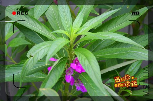 ��Ƭ 026_����.jpg