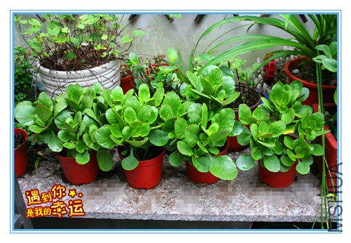 ��Ƭ 036_����.jpg