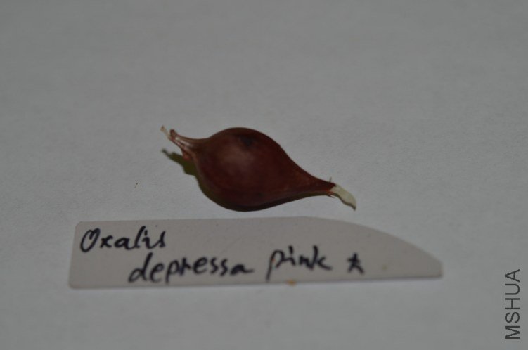 Oxalis depressa pink 20120719 001.JPG