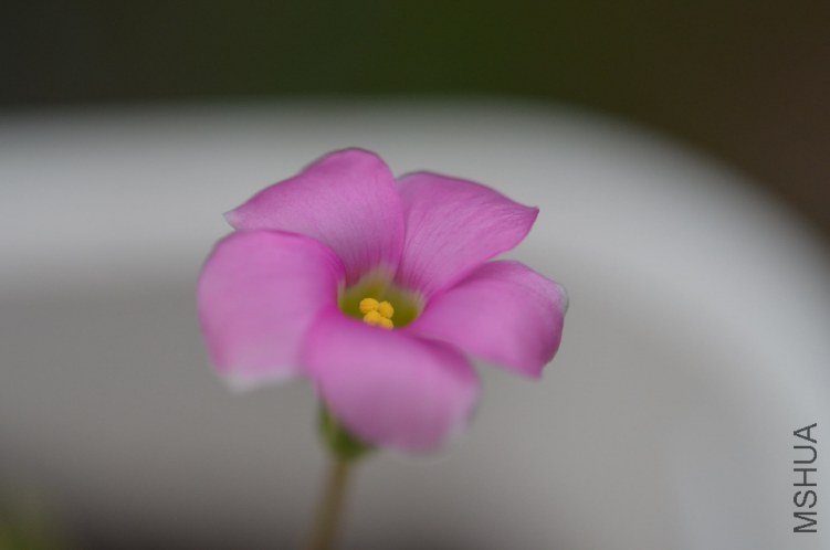 DSC_0095.JPG