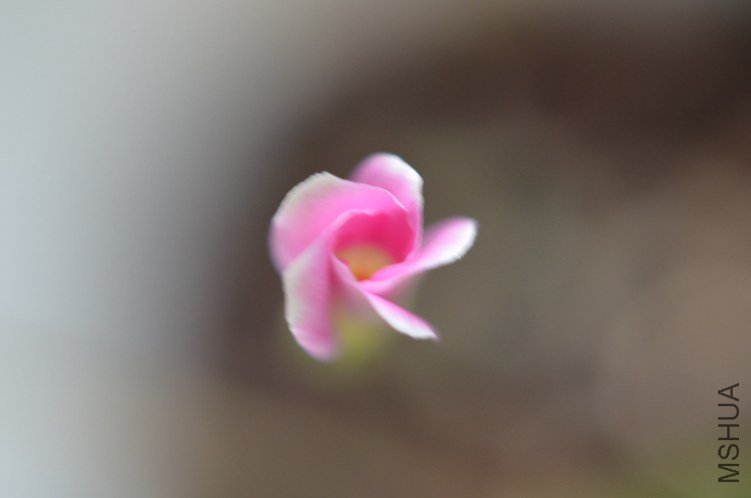 DSC_0108.JPG