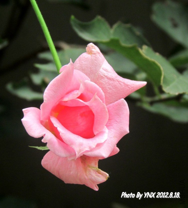 2012.8.18. 067_conew1.jpg