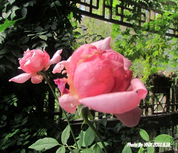 2012.8.18. 066_conew1.jpg