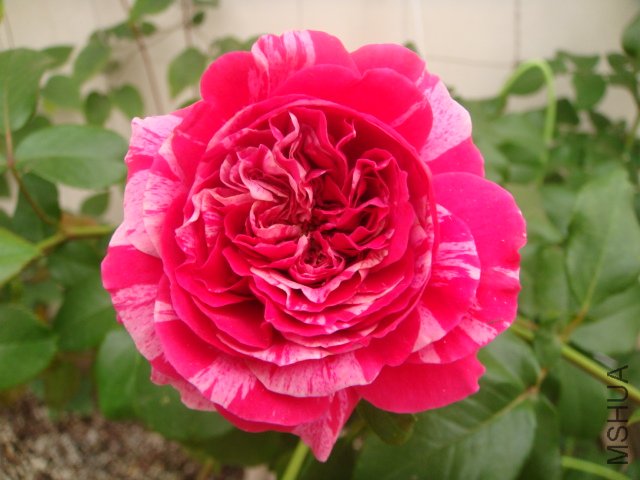 DSC04918.JPG