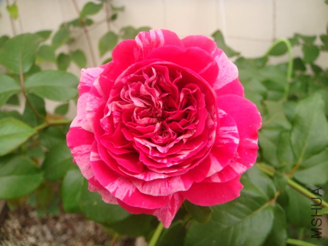 DSC04919.JPG