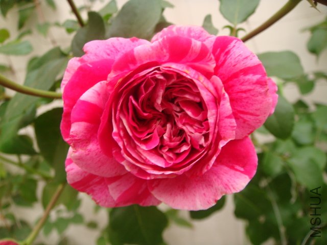 DSC04921.JPG