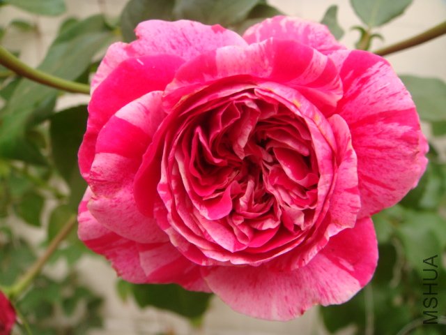 DSC04922.JPG