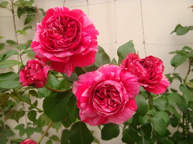 DSC04923.JPG