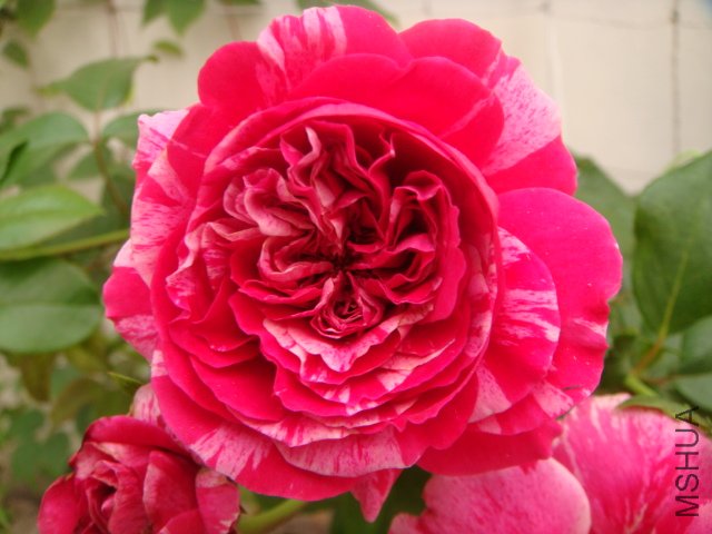 DSC04924.JPG