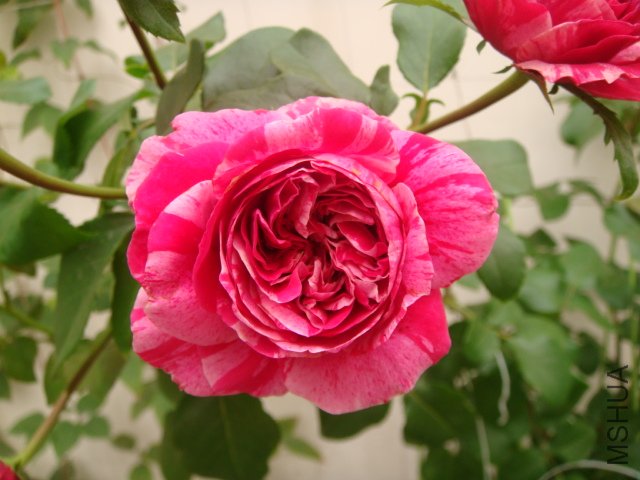 DSC04925.JPG