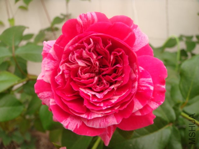 DSC04926.JPG