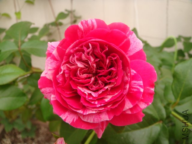 DSC04927.JPG