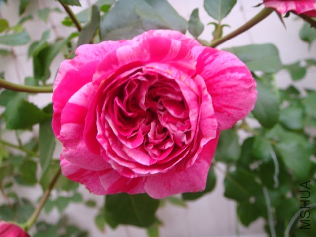 DSC04928.JPG
