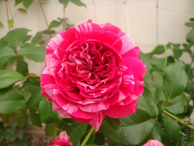DSC04929.JPG