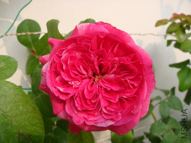 DSC05781.JPG