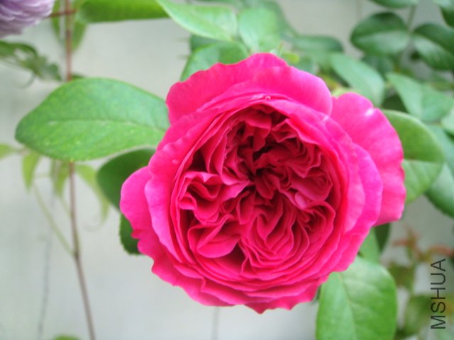 DSC05790.JPG