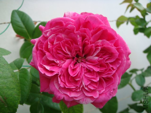 DSC05791.JPG